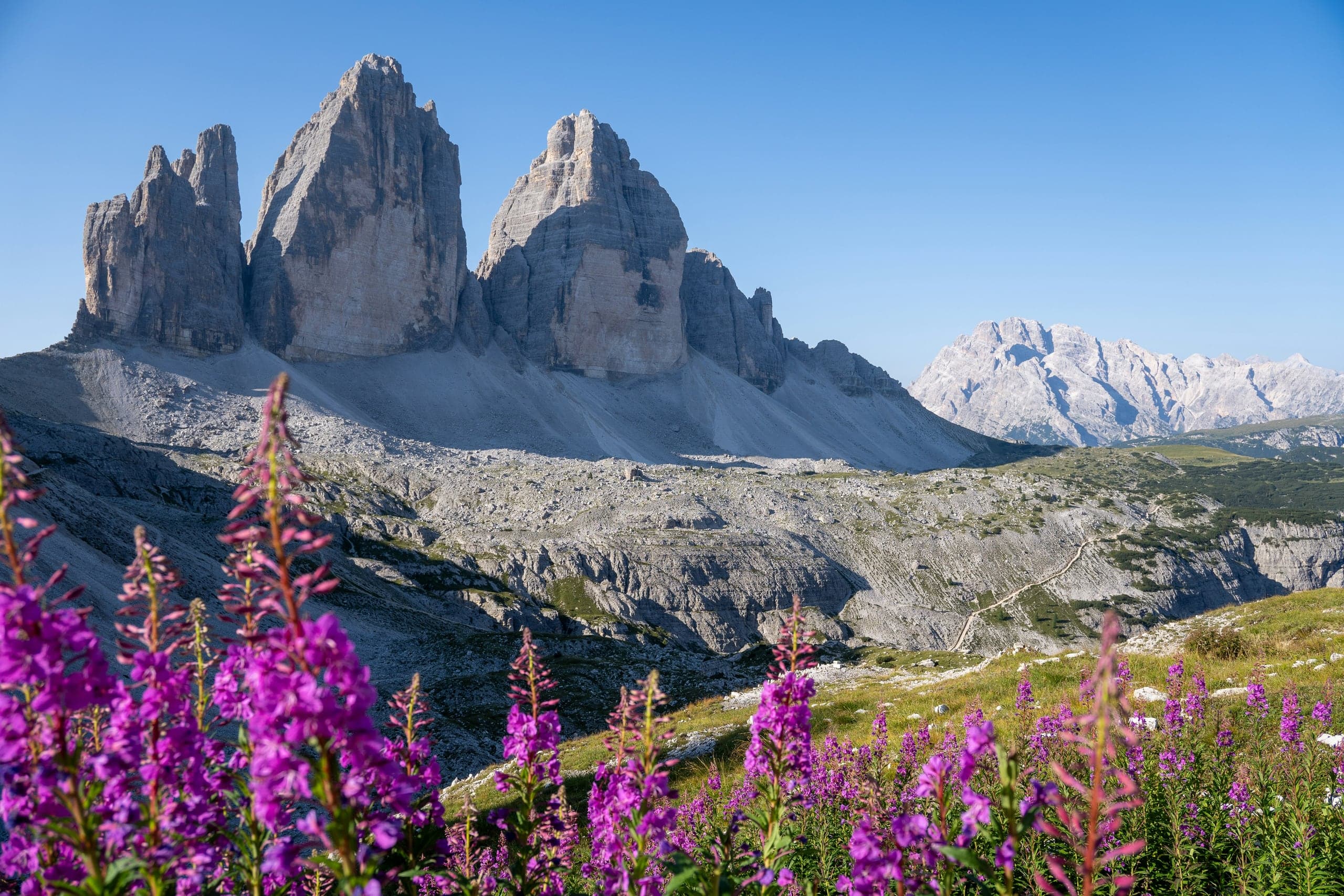Tre Cime di Lavaredo rising above summer fireweed and pale limestone terraces