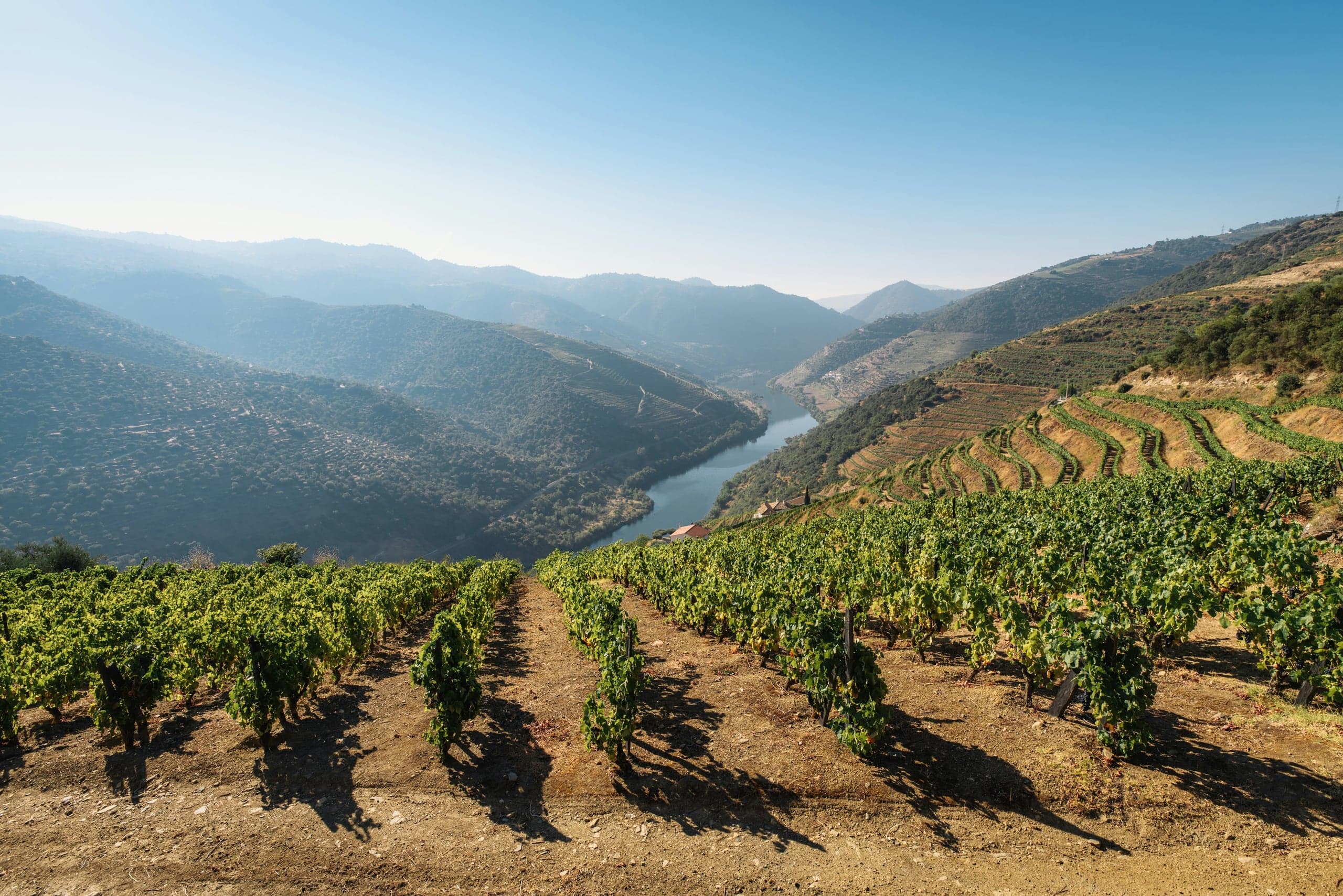 Vineyard rows descending toward the winding Douro River