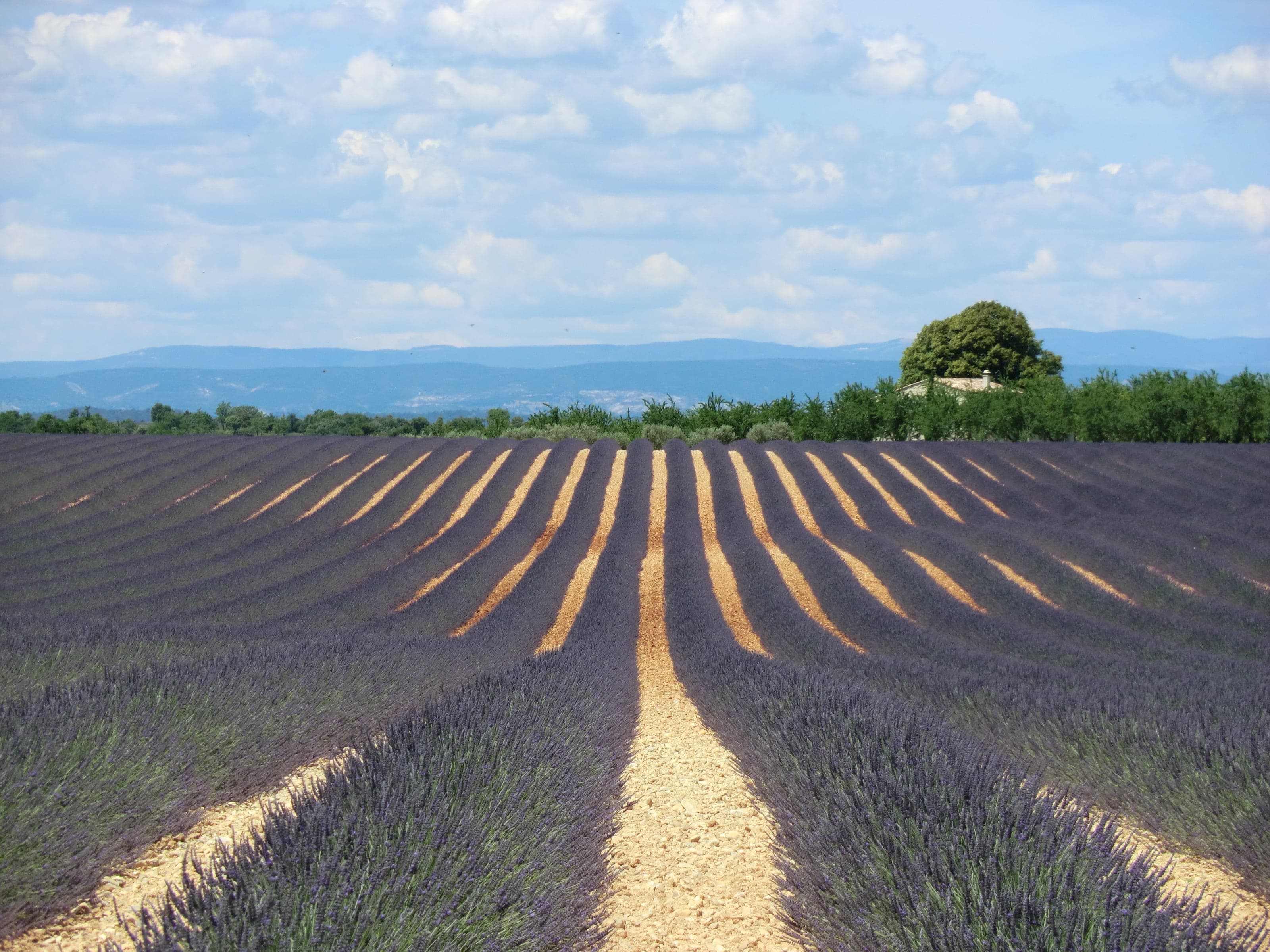 Endless purple lavender rows flowing toward blue hills beneath a summer sky near Valensole