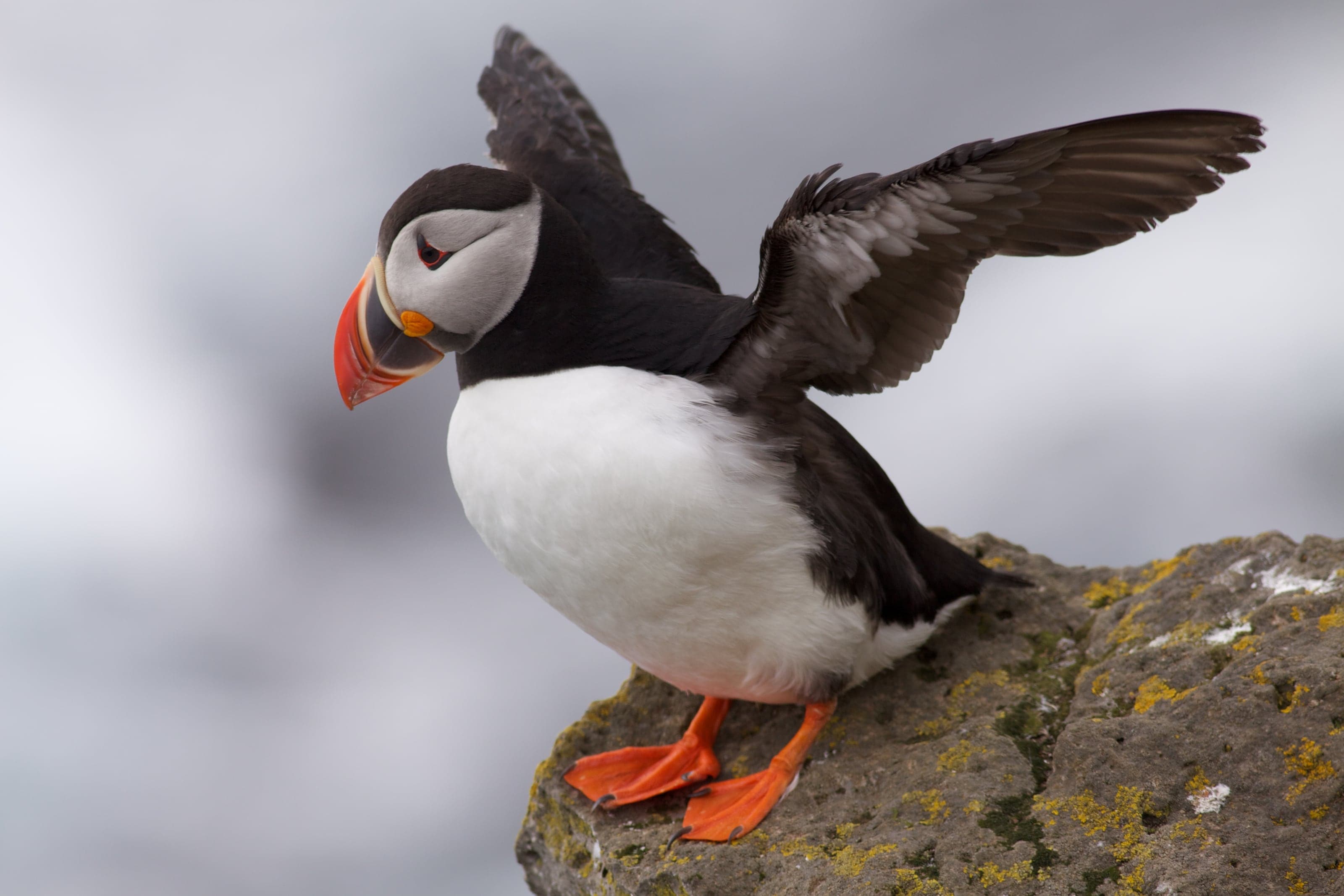 An Atlantic puffin spreading black wings above vivid orange feet on a Látrabjarg cliff
